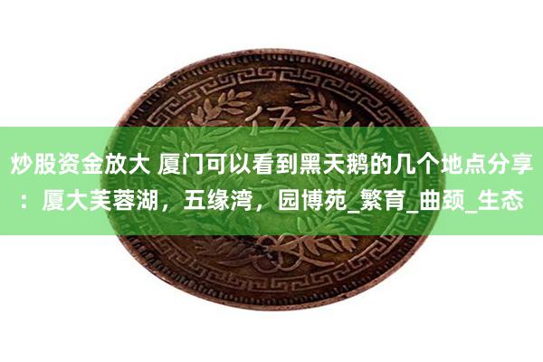 炒股资金放大 厦门可以看到黑天鹅的几个地点分享：厦大芙蓉湖，五缘湾，园博苑_繁育_曲颈_生态